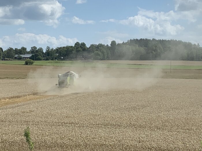 En skördetröska arbetar på ett dammigt fält under en klar himmel, med träd och byggnader i bakgrunden.