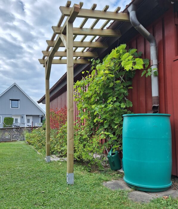 En träpergola vid en husvägg med klättrande vinranka, en regntunna och en vattenkanna intill.