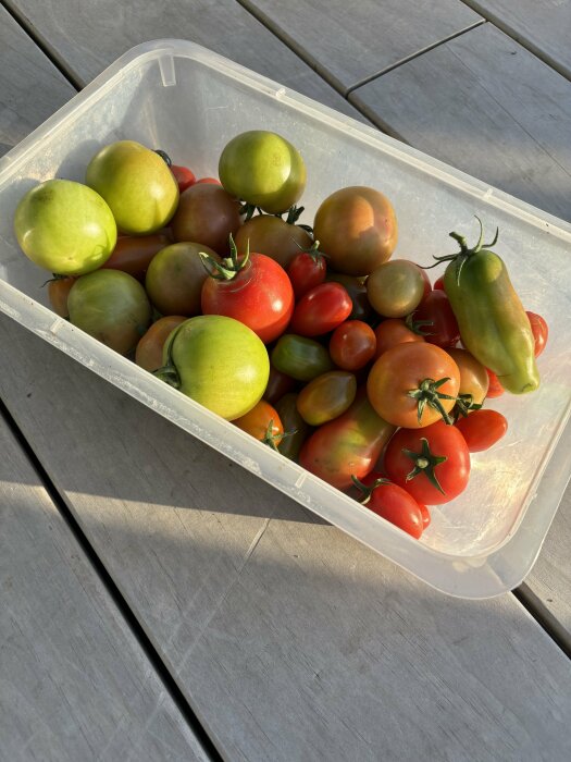 En plastbytta fylld med olika tomater, både mogna och omogna, som står på ett grått träbord i solljus.