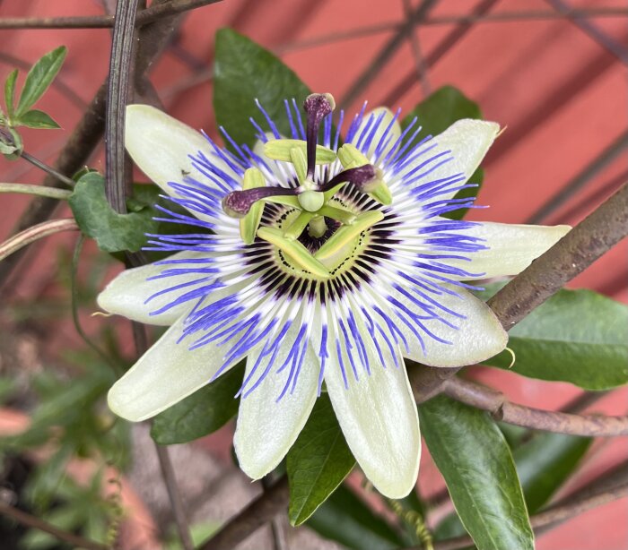 Passionsblomma som just slagit ut med vita kronblad och lila ståndare mot en bakgrund av gröna blad och en rödfärgad yta.