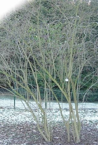 Ligustrum vulgare Atrovirens.jpg