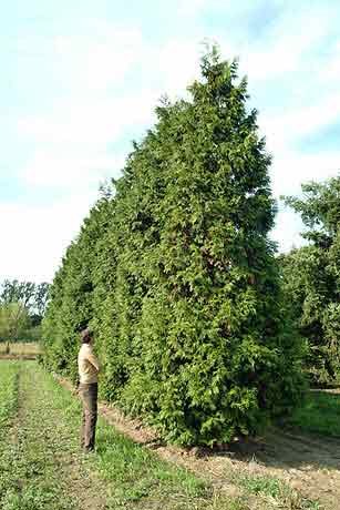 thuja_plicata1.jpg