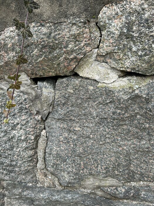 Närbild på en mur av stora stenblock där murbruket har spruckit och lossnat på vissa ställen, vilket skapar små hål och sprickor. En ranka hänger ner på vänster sida.