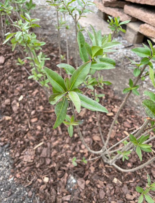 Ligusterplantor nyplanterade på en mulchad rabattyta, omgivna av marksten.