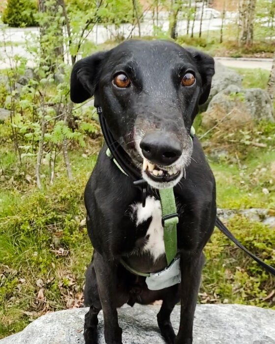 En svart hund med grönt halsband tittar in i kameran utomhus i en skogsmiljö.