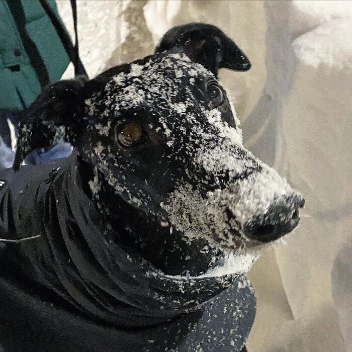 En svart hund med snö på ansikte och kropp, iförd en svart tröja, står utomhus i snön.