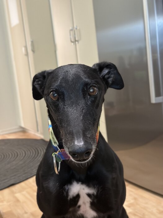 Svart hund med färgglad halsband tittar in i kameran inomhus, omgiven av skåp och en matta.