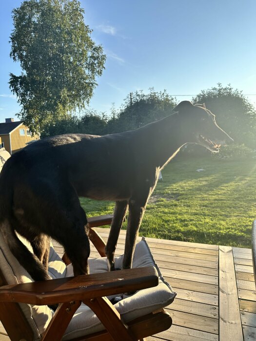 En svart hund står på en solbelyst trästol i en trädgård.