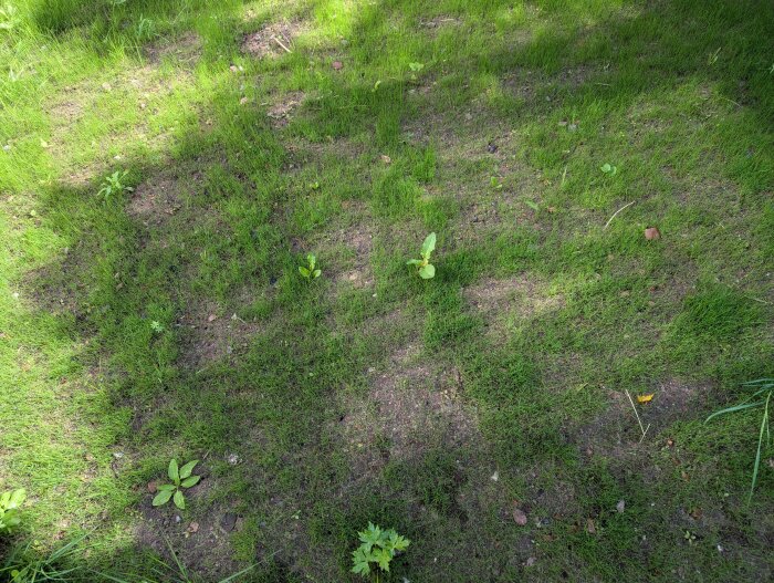 Glest växande nysådd gräsmatta med flera kala fläckar och några ogräsplantor i jorden.