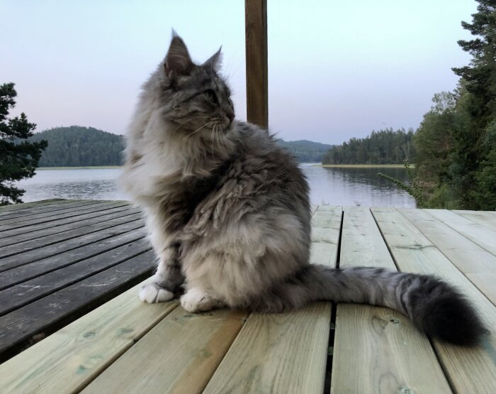 Katt med lång, fluffig päls sitter på en träaltan vid en sjö med skog i bakgrunden.