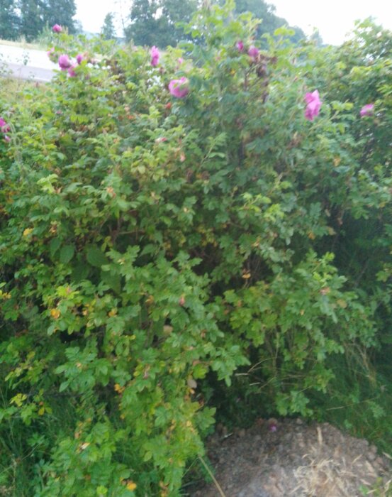 Buskar med gröna blad och rosa blommor växer tätt tillsammans på en gräsmatta.