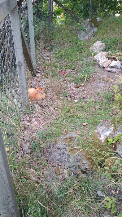 En orange katt ligger i gräset intill ett staket i en trädgård.