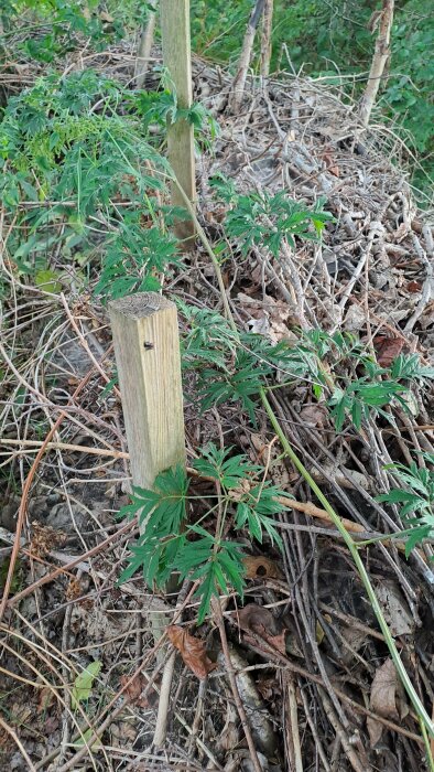 Närbild på två buskar där den ena har gröna blad och växer runt en träpåle, omgivna av kvistar och löv.