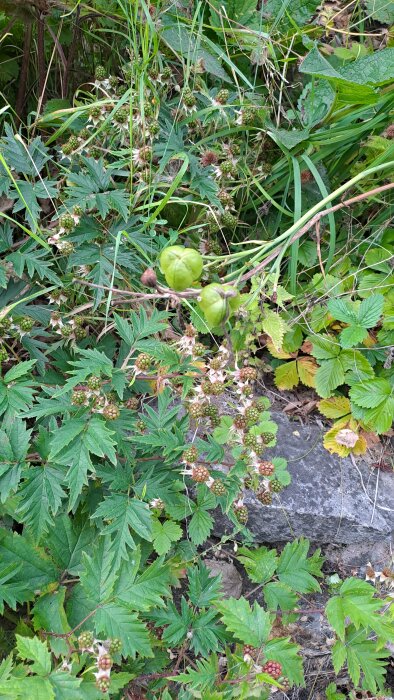 Björnbärsbuskar med omogna bär och gröna blad bredvid grönska, där en del är planterade och andra växer på fel plats.