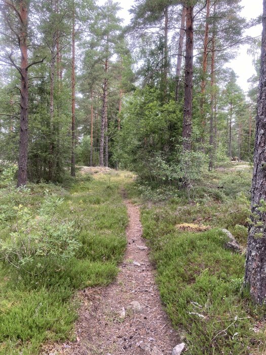 Smal stig som slingrar sig genom en tät skog med höga tallar och grön undervegetation.