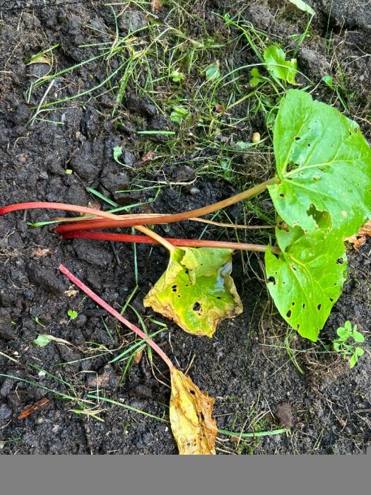 Närbild av en rabarberplanta med vissnade blad, några gröna blad med hål samt tunn stjälk, liggande på jord med omgivande ogräs.