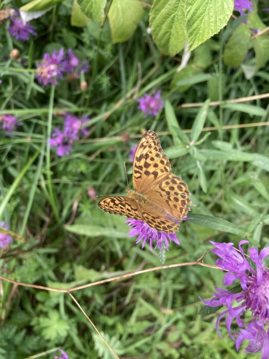 En orange fjäril med svartmönstrade vingar sitter på en lila blomma omgiven av gräs och gröna blad.