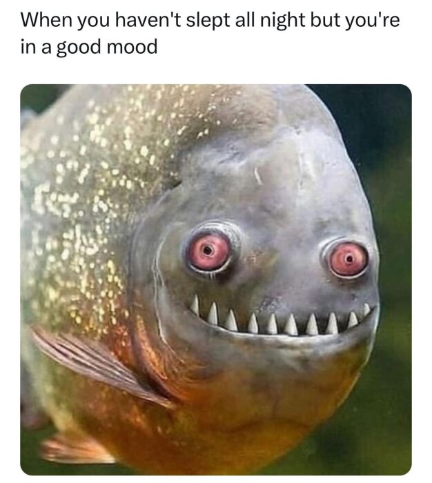 En bild på en fisk med stora röda ögon och spetsiga tänder, över bilden står texten "When you haven't slept all night but you're in a good mood.