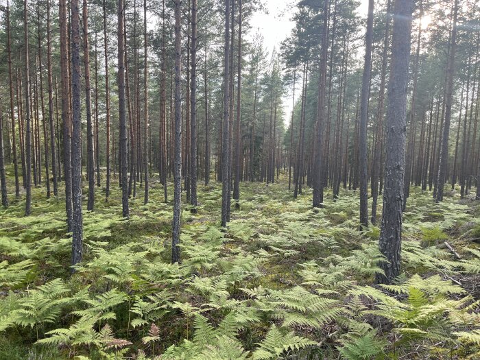 En välskött skog med höga träd och grön undervegetation.