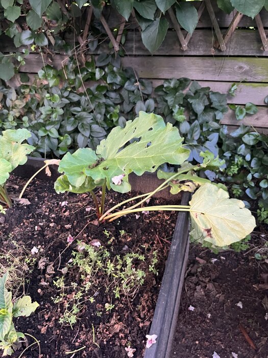 Rabarberväxter i en skuggig del av trädgården med vissnade och mindre blad, omgiven av andra växter och en träspaljé i bakgrunden.