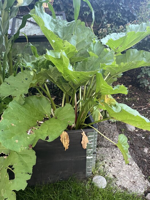 Rabarberväxt med stora gröna blad i en låda placerad i solen.