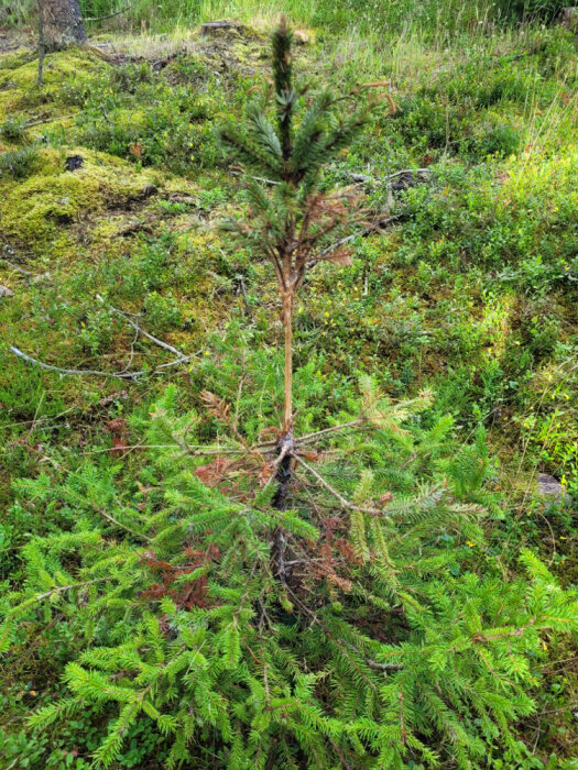 Serbgranplanta med avgnagd bark på toppen, stående i en skogsmiljö med gröna buskar och mossa runt omkring.