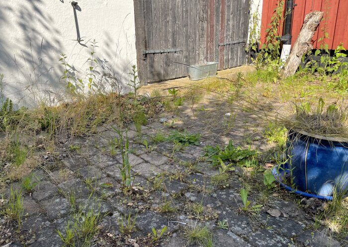 Ogräs växer mellan stenplattorna på en innergård, bredvid ett vitt putsat hus och en röd trävägg. En blå hink med gräs står på marken.