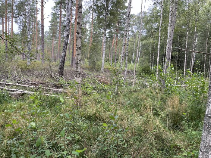 Fällda och nedfallna björkar i en skog, omgivna av gräs och buskage, med stående träd i bakgrunden.