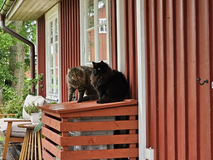 Två katter sitter på en träkonstruktion framför en röd träfasad.