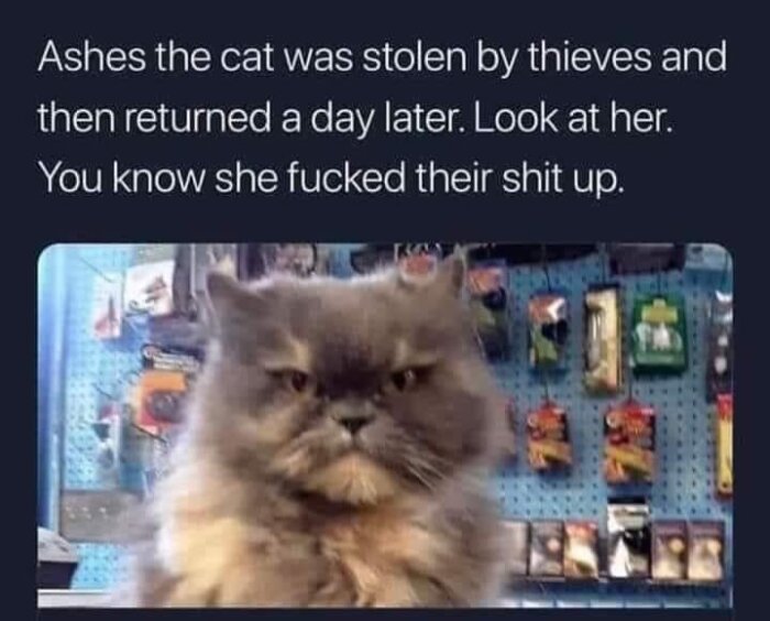 Grå katt med argt uttryck sitter i en butik med texten: "Ashes the cat was stolen by thieves and then returned a day later. Look at her. You know she fucked their shit up.