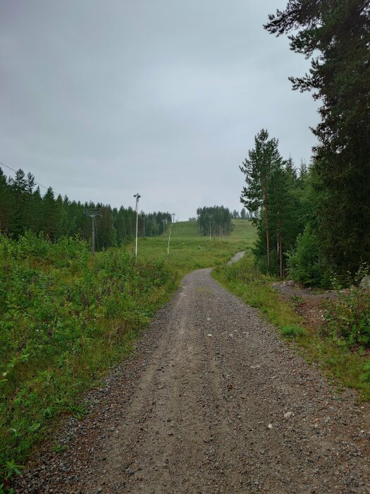 Grusväg som leder uppför en kulle omgivet av höga träd och grönska på båda sidor under en molnig dag.