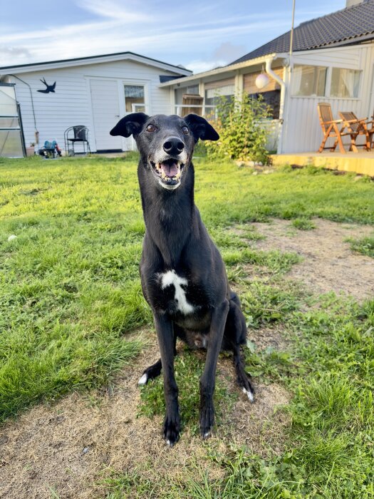 Svart hund som sitter i en trädgård framför ett vitt hus med en veranda och utemöbler.