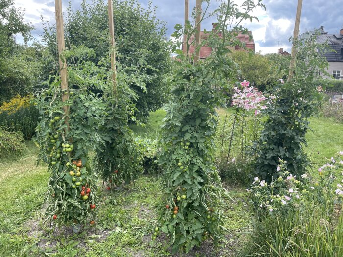 Fyra pålar med tomatplantor utomhus med mogna och omogna tomater på.