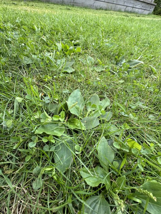 Gräsmatta med Groblad (Plantago major) växande bland gräset.