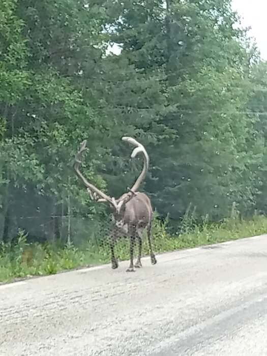 En ren med stora horn står på en asfalterad väg, omgiven av grönskande träd och buskar.