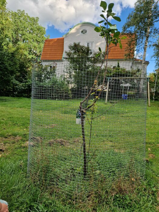 Litet plommonträd inhägnat med nät, planterat framför ett vitt hus med orange tak, synliga grenar växer åt sydvästlig riktning, gräsmatta runt om.