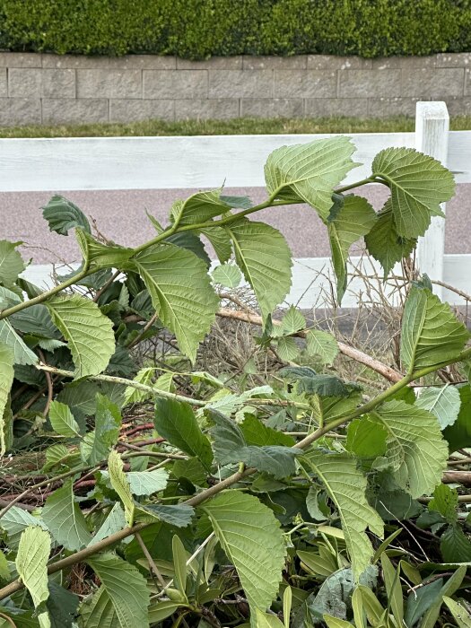 Nedklippt buske med grenar och stora gröna blad liggandes framför ett vitt staket och en mur.