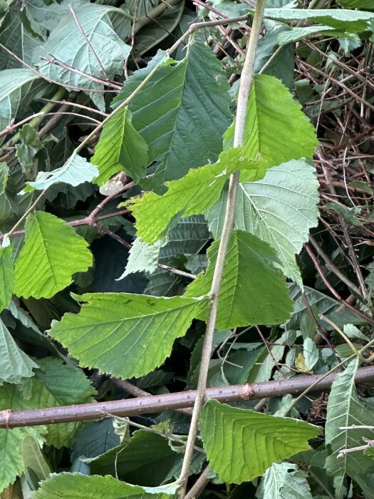 Bild på en buskliknande växt med stora gröna blad och många grenar som växer spretigt. Växten verkar vara svår att kontrollera och har ett stort rotsystem.