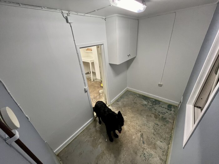 Rum under renovering med ny målad vägg och epoxigolv, utan lister. En svart hund står i dörröppningen och golvet är halvfärdigt.