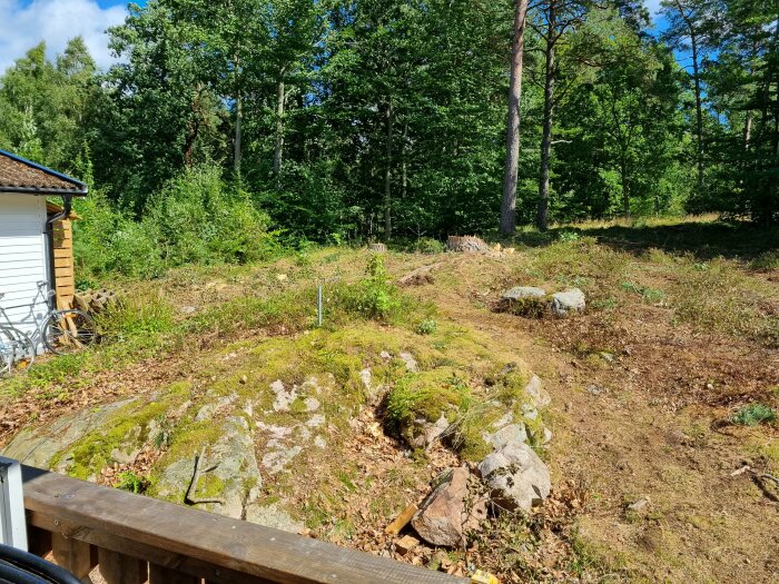 Kal skogstomt vid ett fritidshus med nedfällda träd och stubbade rötter, omgiven av grönskande skog.