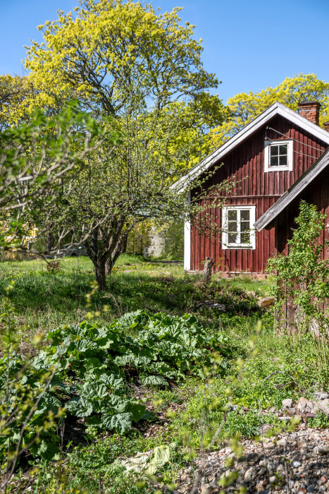 Gammal skolmästarbostad från 1700-talet i rött trä med vitmålade fönster, omgiven av en grön, igenvuxen trädgård och träd.