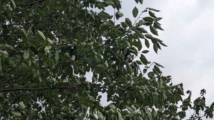 Gröna löv och några mörka bär på en gren mot en grå himmel.