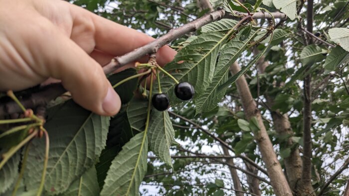 En hand som håller upp en kvist med två svarta bär och gröna blad mot en bakgrund av ett träd med liknande gröna blad.