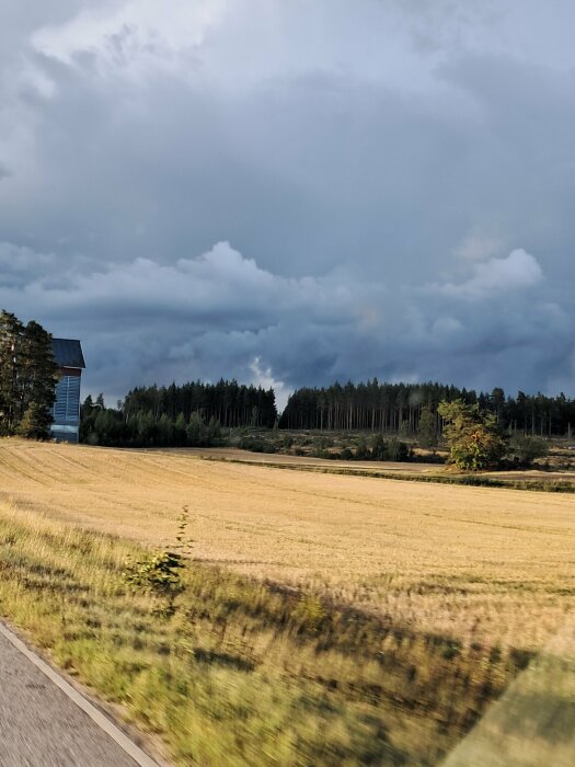 Gyllene åker intill en asfalterad väg med en hög byggnad till vänster och en mörk skog i bakgrunden under en molntäckt himmel.