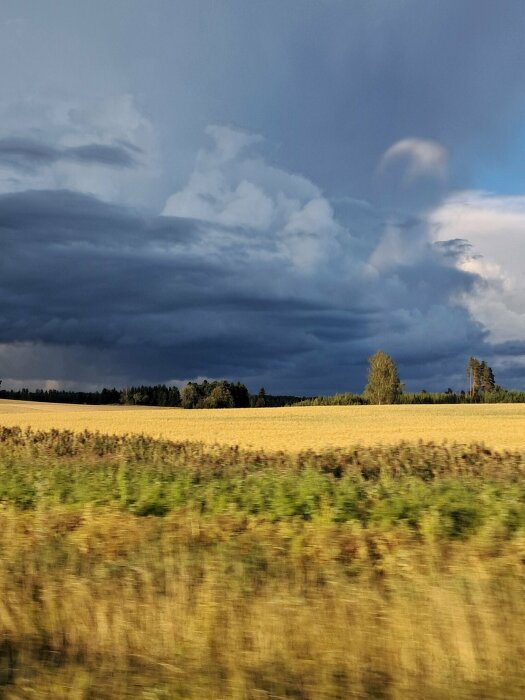 Ett öppet fält med skiftande grödor under en dramatisk himmel med mörka moln.