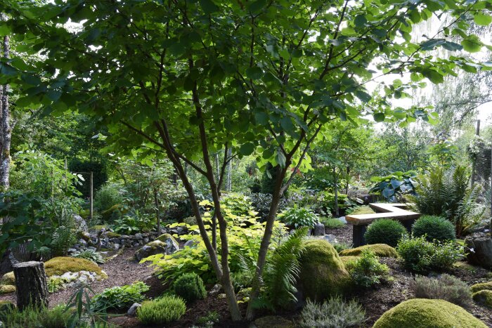 Skogsträdgård med olika träd och växter som Rhododendron och Hosta, samt mossbeklädda stenar och en träbänk.