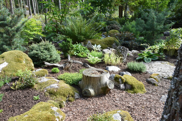 En skogsträdgård med mossa, stenblock, ormbunkar, små barrväxter och perenner, inklusive en trädstubbe och diverse gröna växter.