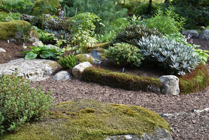 En skogsträdgård med olika växter som Rhododendron, Hosta, små barrväxter och mossa i en lugn och välorganiserad miljö med stenar som inslag.