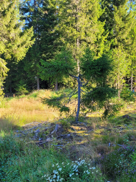 En ensam gran med ojämn form står i en solig skogsglänta med högt gräs och blommande prästkragar i förgrunden.