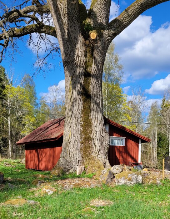 En stor ek framför ett rött träskjul med ett metalltak i en grön trädgård under en blå himmel med moln.